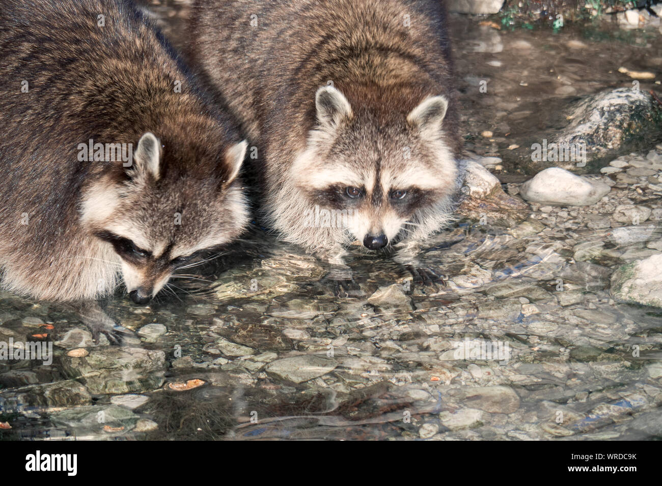 Due procioni con belle maschere facciali seduti a bordo dell'acqua e mangiare insieme Foto Stock