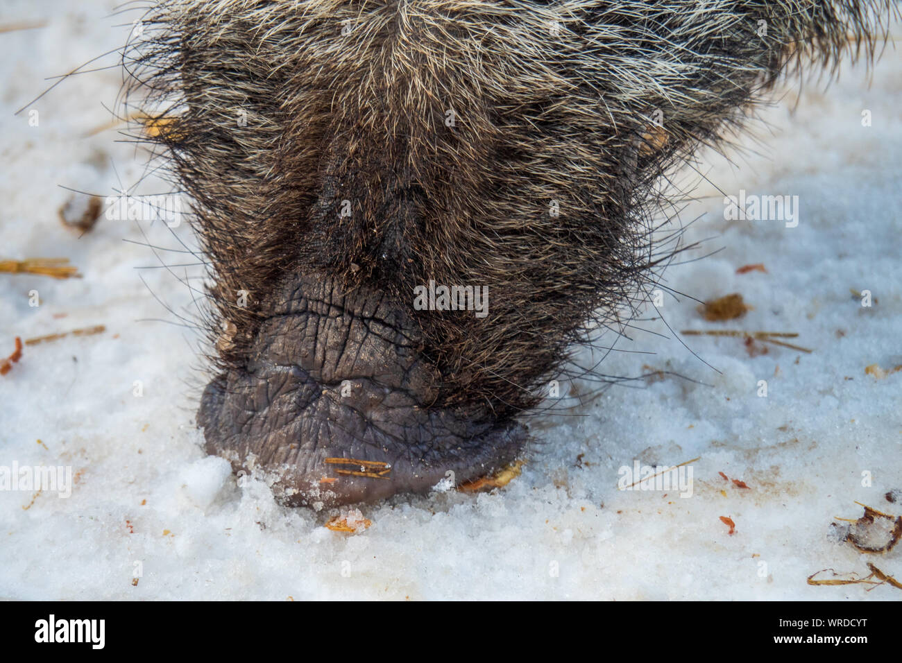 Vista ravvicinata del muso di un maschio di cinghiale alla ricerca di cibo sotto la neve nella regione alpina entro le Alpi austriache, Austria Foto Stock