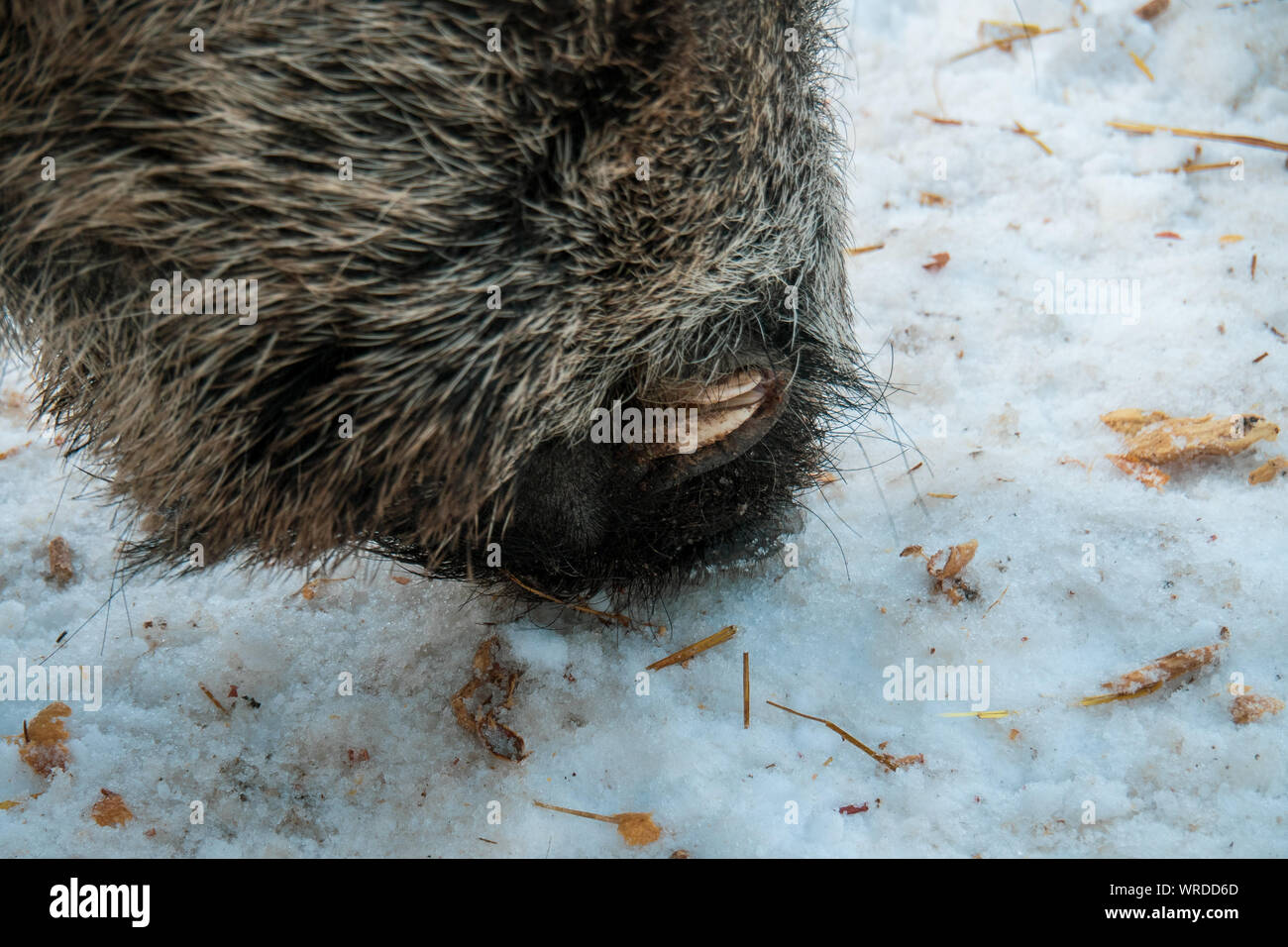 Vista ravvicinata del muso di un maschio di cinghiale alla ricerca di cibo sotto la neve nella regione alpina entro le Alpi austriache, Austria Foto Stock