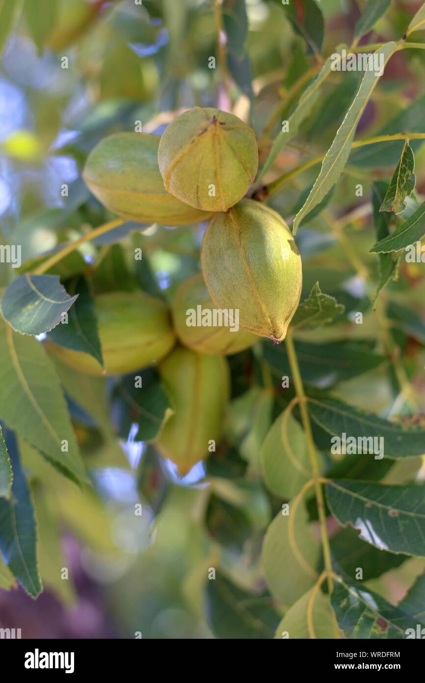 Noci Pecan verde appeso sulla struttura ad albero e ancora nella buccia. Foto Stock