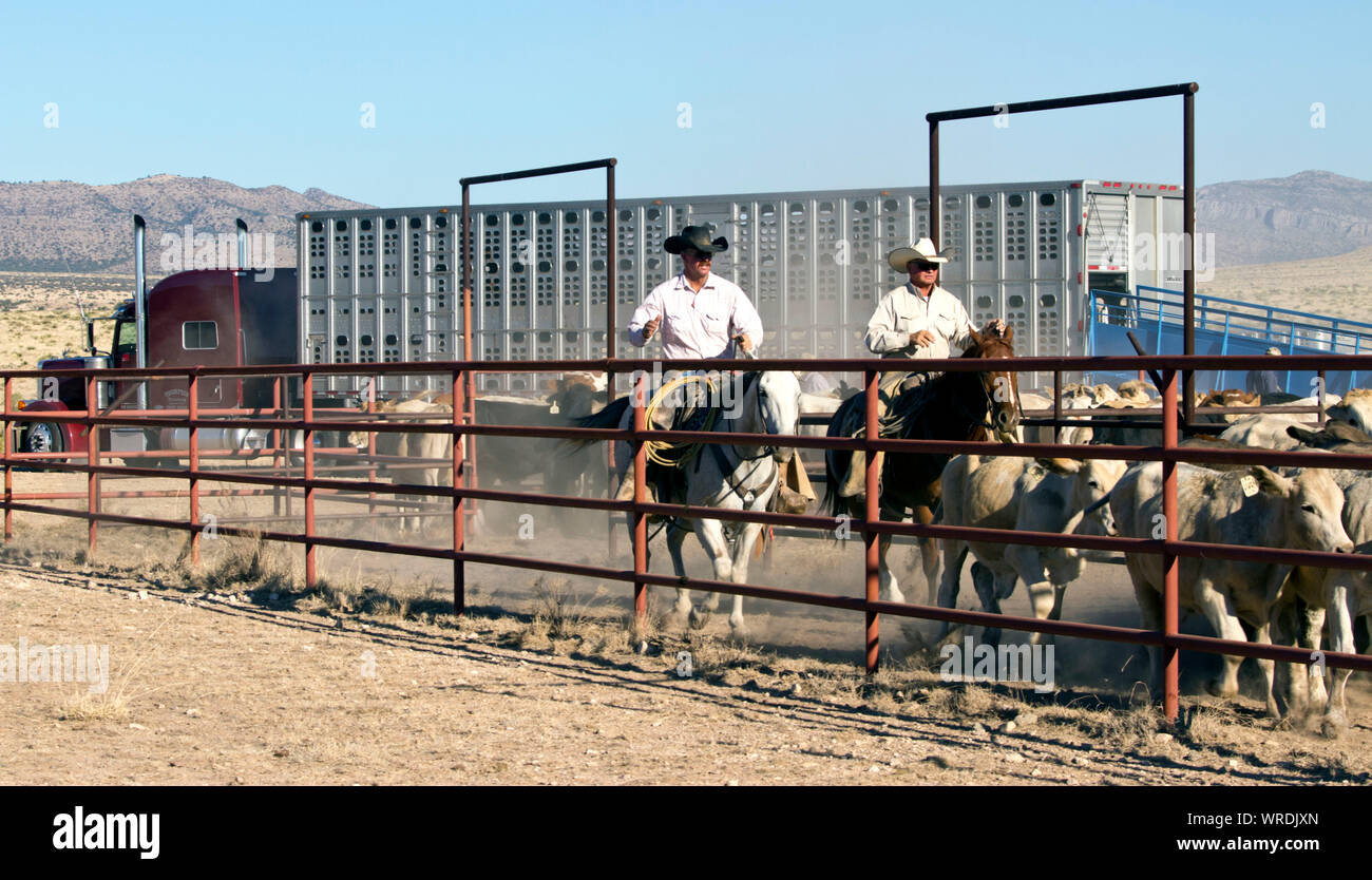 Cowboys bovini di smistamento nella spedizione penne dopo una carrellata su un West Texas ranch. Foto Stock