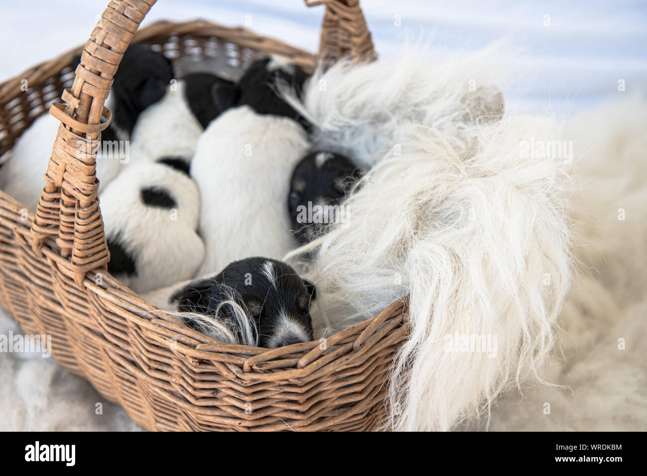 Jack Russell Terrier cucciolo cani 12 giorni. una cucciolata di giovane cucciolo giacciono in un cestello e dormire Foto Stock