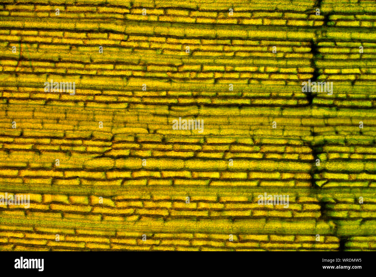 Zostera marina. Questa specie è la più ampia marine pianta flowering nell emisfero nord Foto Stock