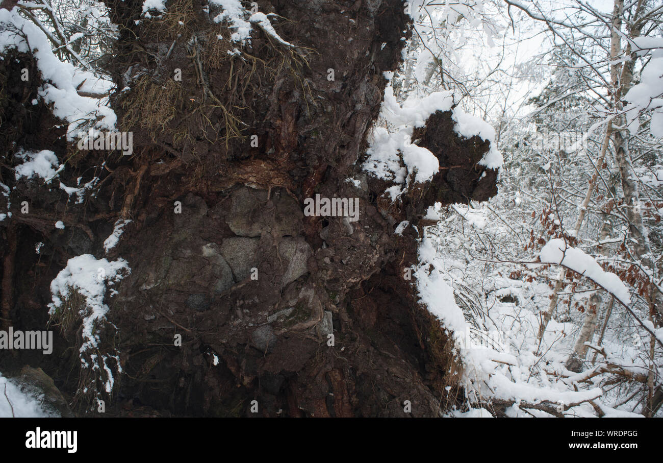 Arte, diversificato, creazione visiva, uditiva, esecuzione, artefatti, opere d'arte, esprimendo,fantasiosi, concettuale, idee, specialità, bellezza, emozionale, emotio Foto Stock