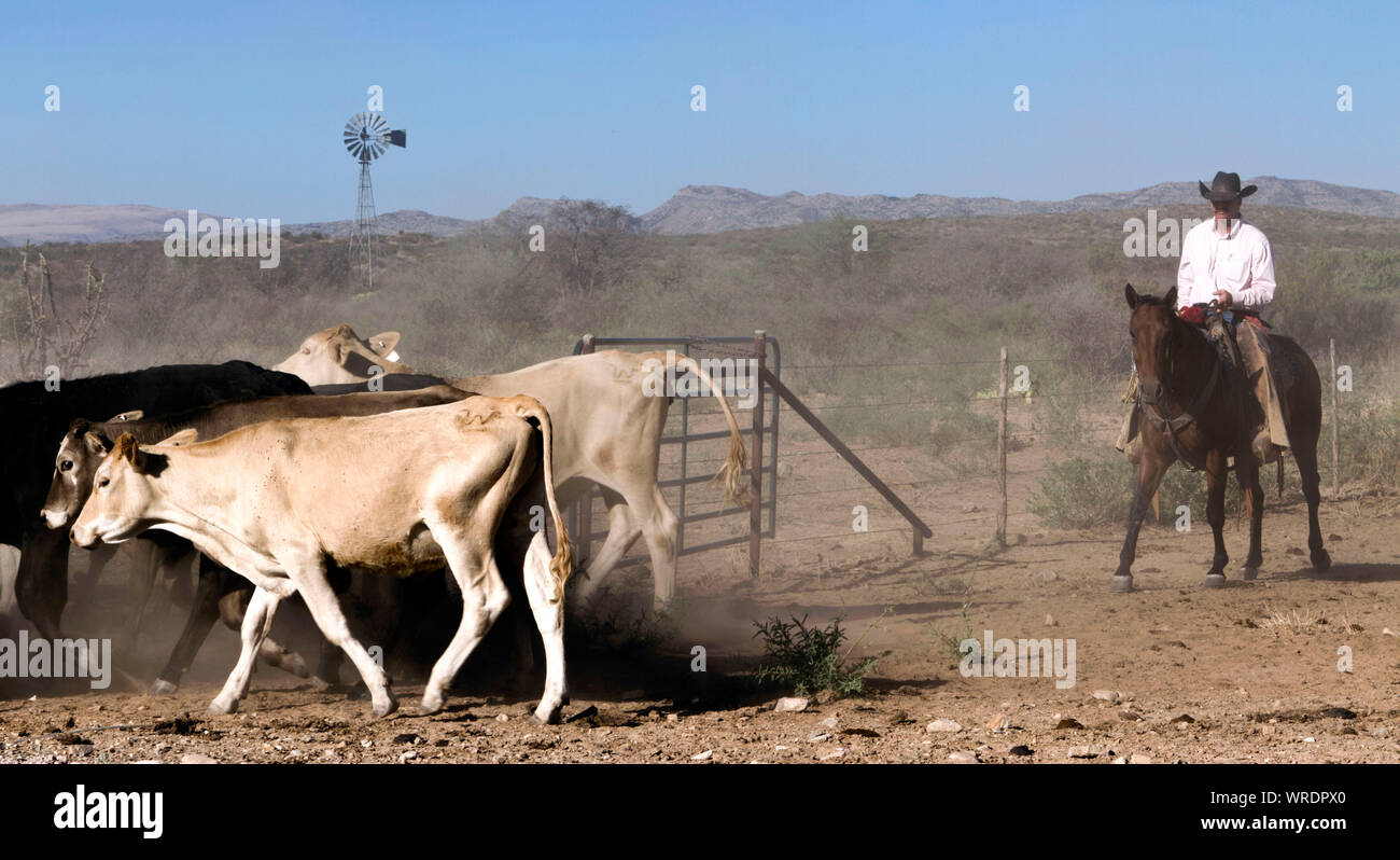 Cowboy portare in bovini durante una carrellata su un West Texas ranch. Foto Stock