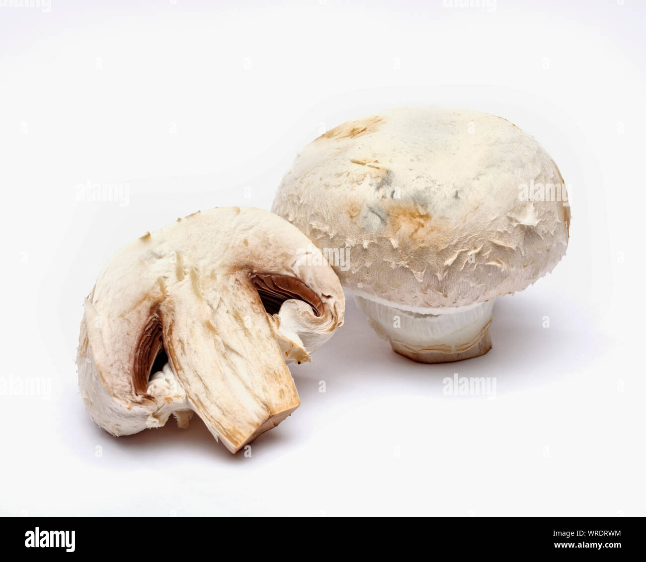 Funghi champignon interi e tagliate a metà su sfondo bianco Foto Stock