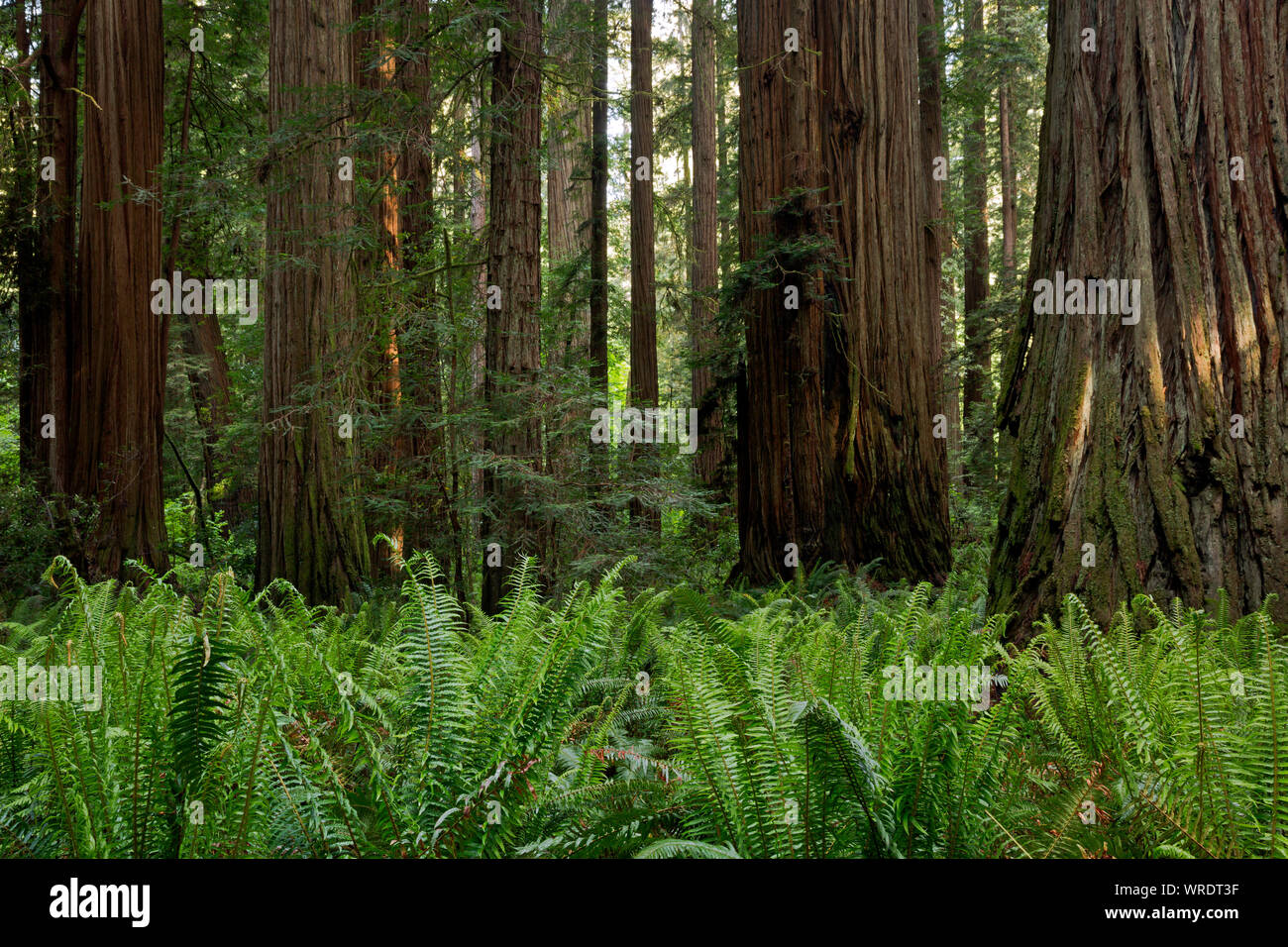 CA03510-00...CALIFORNIA - Spada di felci giganti e alberi di sequoia in Stout Grove area di Jedediah Smith Redwoods State Park. Foto Stock
