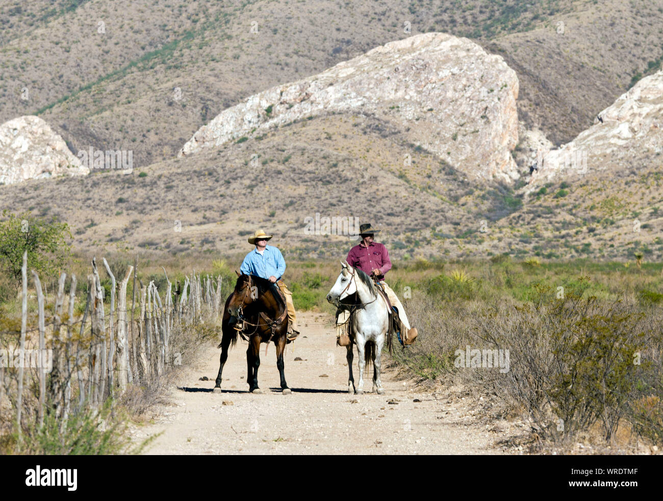 Due cowboy guardando il bestiame durante una carrellata su un West Texas ranch. Foto Stock