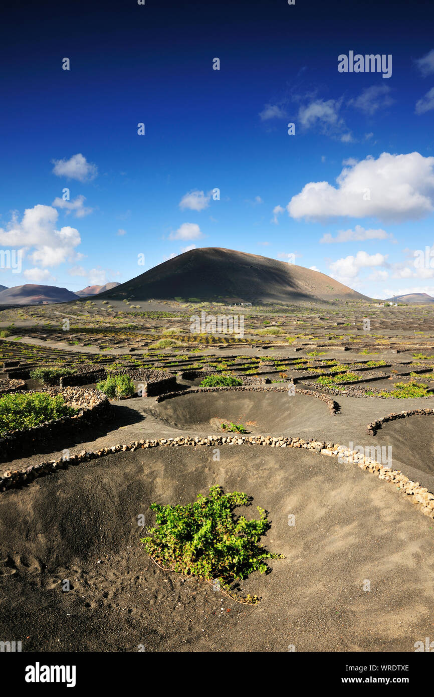 Vigneti tradizionali in La Geria dove i vini vengono prodotti in una terra di cenere vulcanica. Lanzarote, Isole Canarie. Spagna Foto Stock