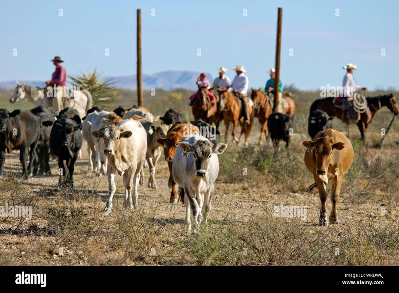 Cowboy e una giovane ragazza durante una carrellata su un West Texas ranch. Foto Stock
