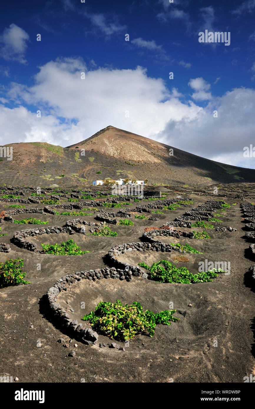 Vigneti tradizionali in La Geria dove i vini vengono prodotti in una terra di cenere vulcanica. Lanzarote, Isole Canarie. Spagna Foto Stock