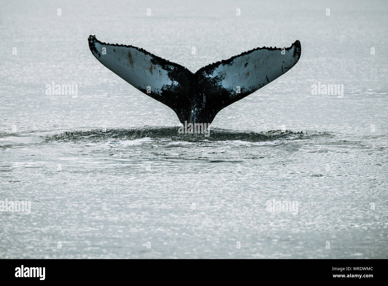Balena pinna di coda in mare Foto Stock