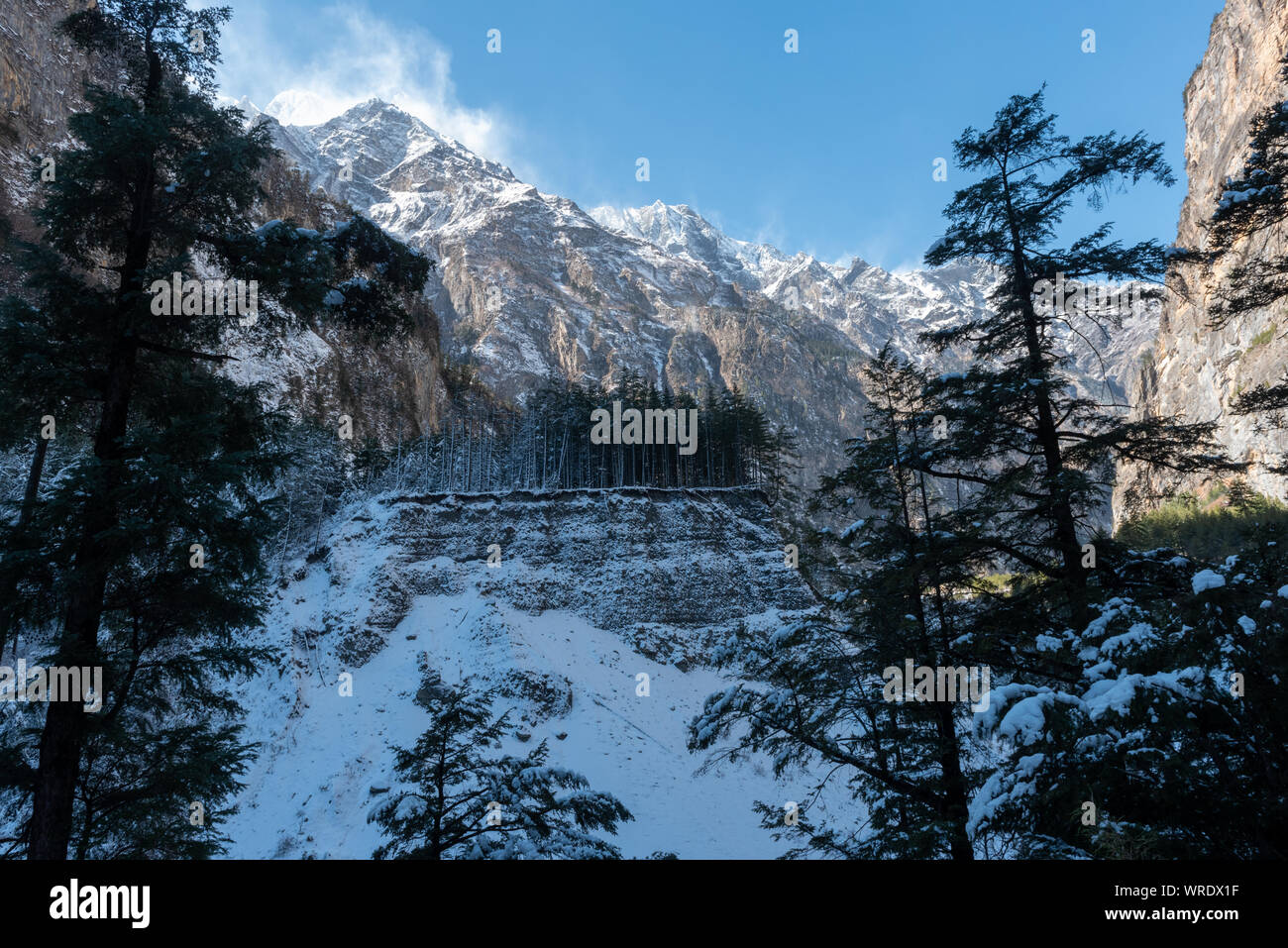 Coperta di neve pineta in montagna himalayana del Nepal Foto Stock