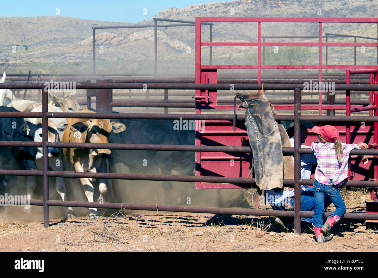 Cowboy manning un cancello e una giovane ragazza a guardare il bestiame durante le operazioni di spedizione su un West Texas ranch. Foto Stock