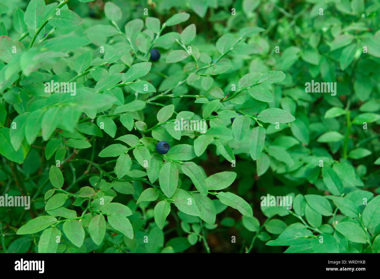 Mirtilli selvatici crescere su una boccola nella foresta Foto Stock