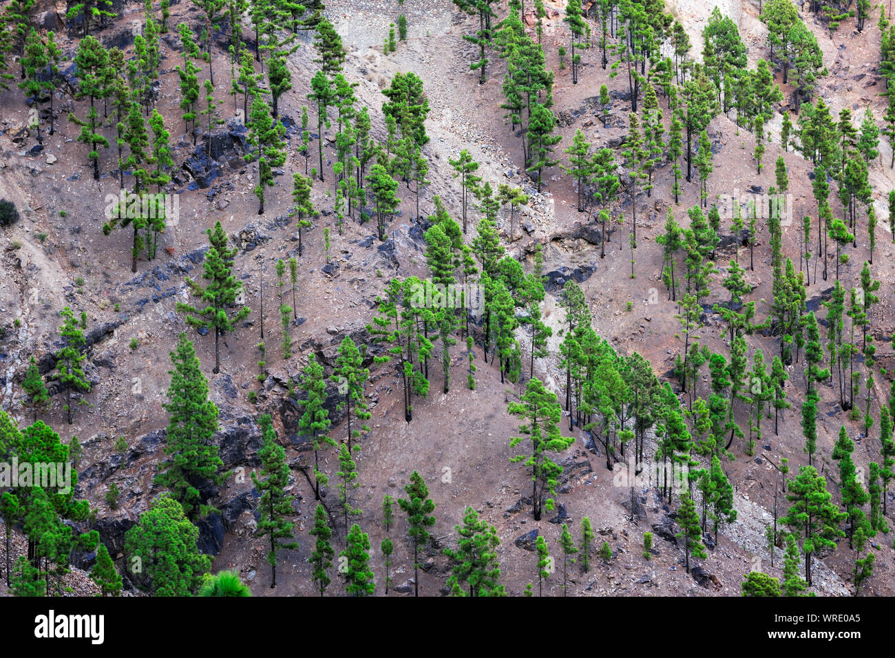 Isola Canarie pini (Pinus canariensis) cresce in ceneri vulcaniche. Gran Canaria Isole Canarie. Spagna Foto Stock