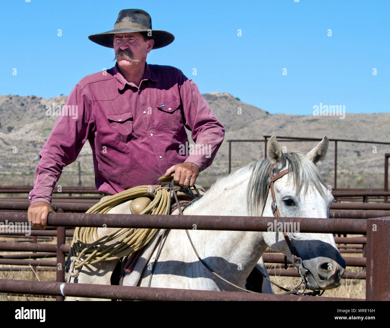 Cowboy guardando il bestiame durante il trasporto su un West Texas ranch. Foto Stock