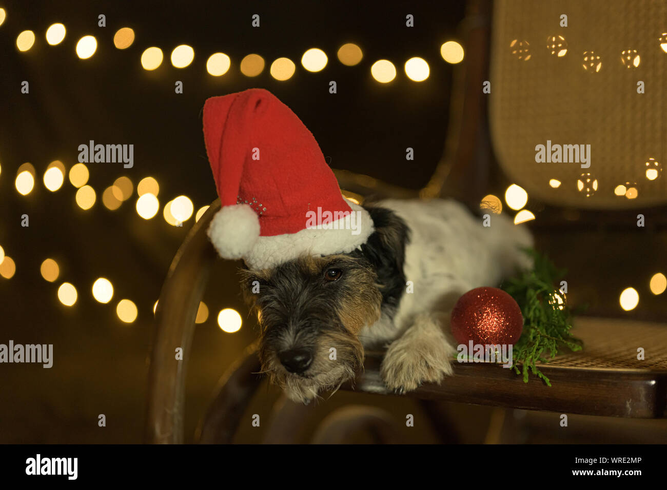 Carino il natale Jack Russell Terrier cane è sdraiato su una sedia e guardando verso il basso Foto Stock