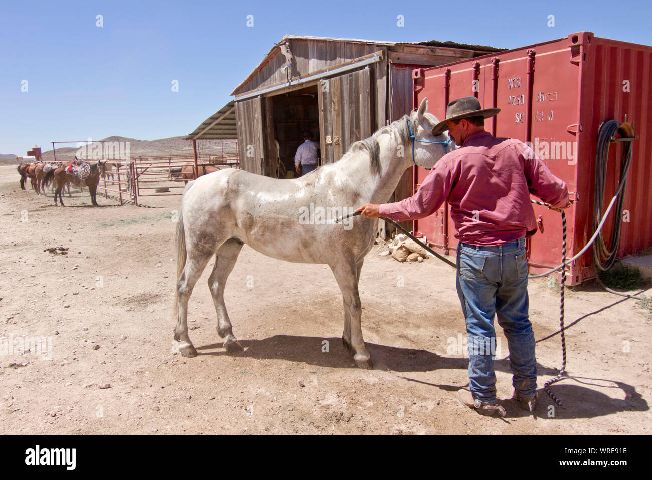 Cowboy il lavaggio e il raffreddamento il suo cavallo alla fine di una giornata di lavoro trascorso radunare il bestiame su un West Texas ranch. Foto Stock