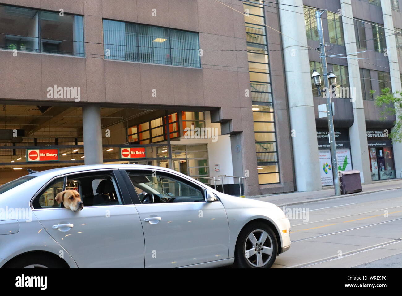 Un triste guardando le corse del cane in un sedile posteriore di un auto in argento su Queen Street nel centro di Toronto nell'estate del 2019 Foto Stock