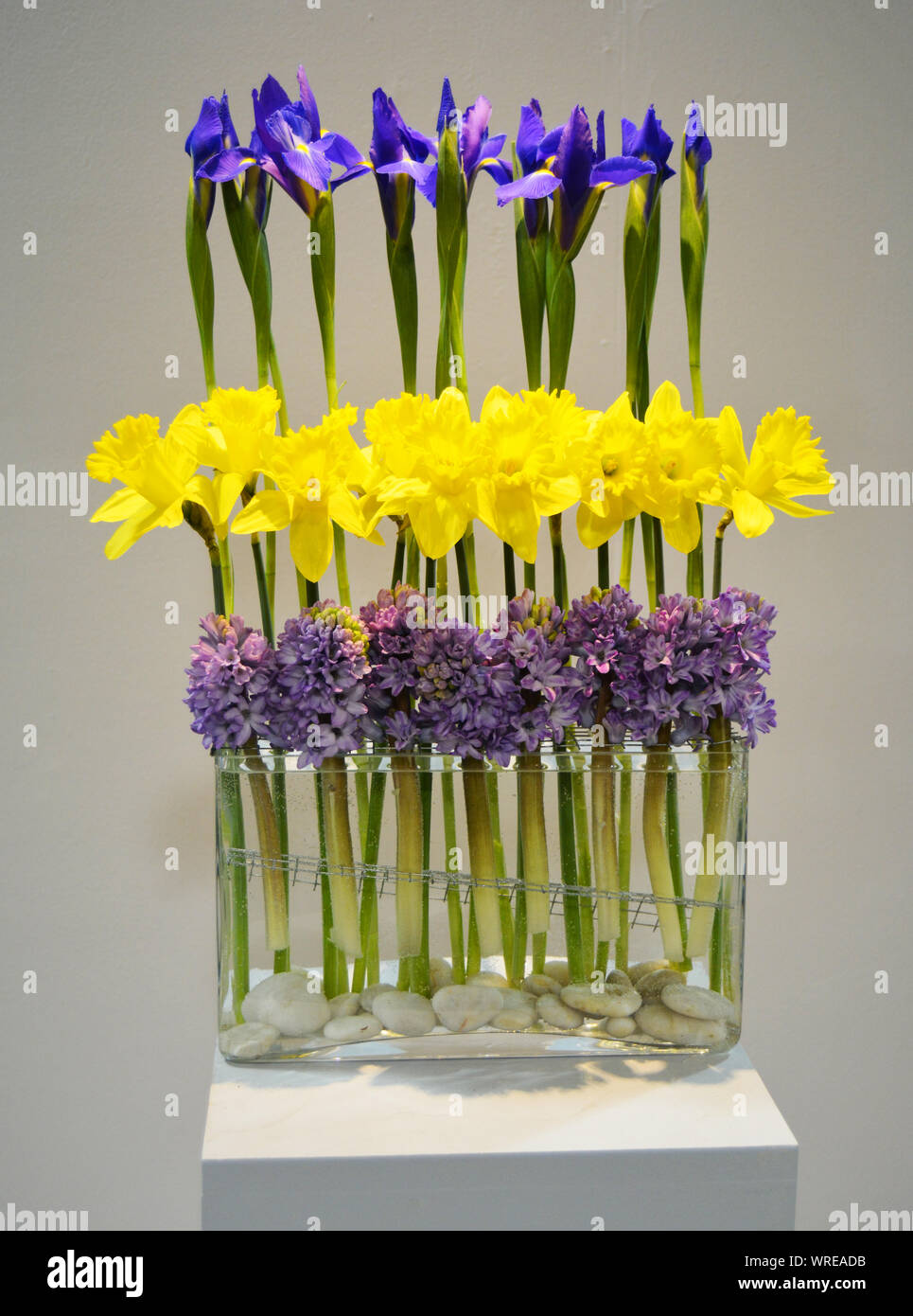 Moderno e semplice disposizione di molla di narcisi e iris Foto Stock