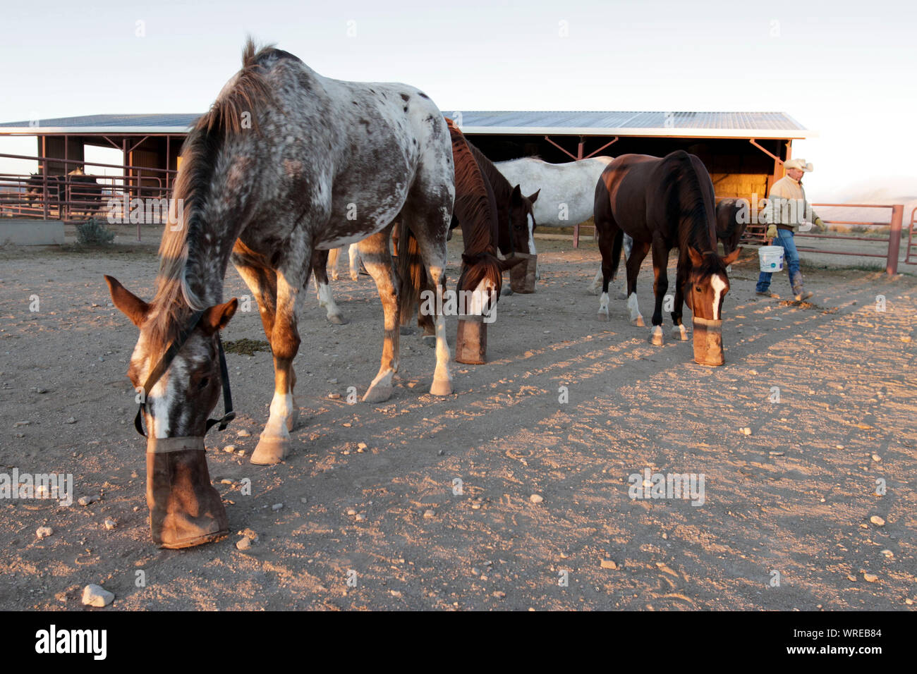 Scene di vita ranch nel Texas occidentale Foto Stock