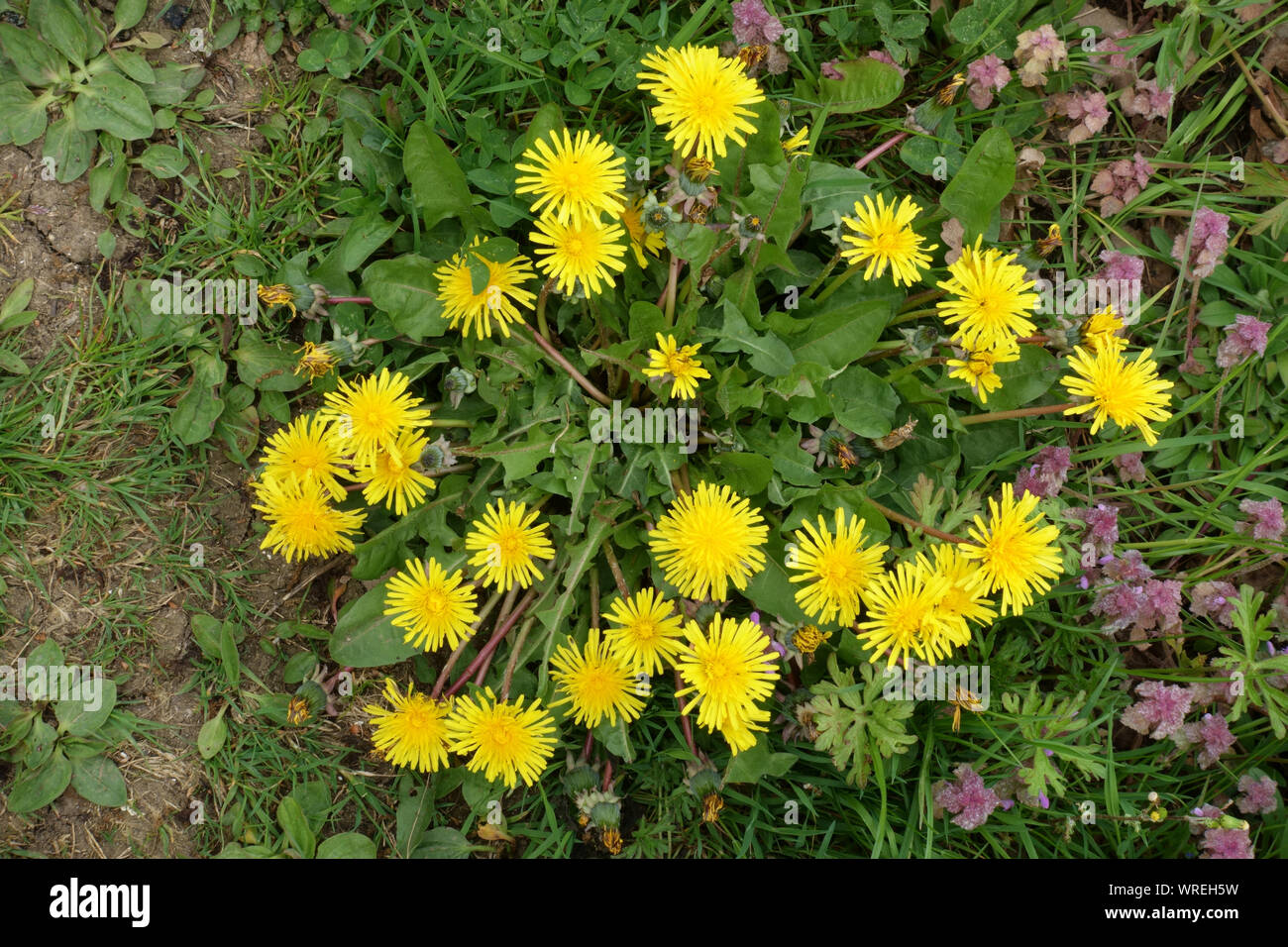 Tarassaco (Taraxacum officinale) impianto rosette con un gran numero di giallo fiori composito, Berkshire, può Foto Stock
