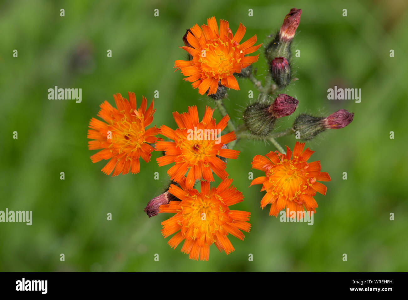 Fox-e-cubs o arancione (hawkbit Pilosella, aurantiaca) fioritura in un giardino prato, Berkshire, Luglio Foto Stock