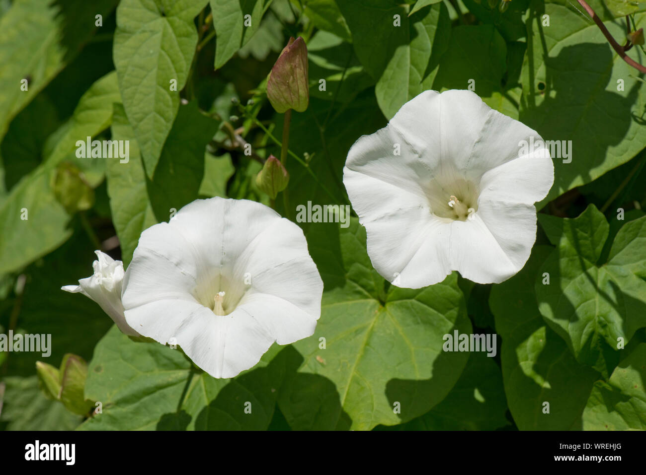 Hedge centinodia o granny-pop-out-of-letto (Calystegia sepium) pianta flowering arrampicata attraverso un vecchio siepe, Berkshire, Luglio Foto Stock