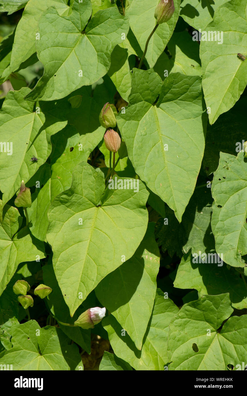 Hedge centinodia o granny-pop-out-of-letto (Calystegia sepium) gemme sulla pianta flowering arrampicata attraverso un vecchio siepe, Berkshire, Luglio Foto Stock