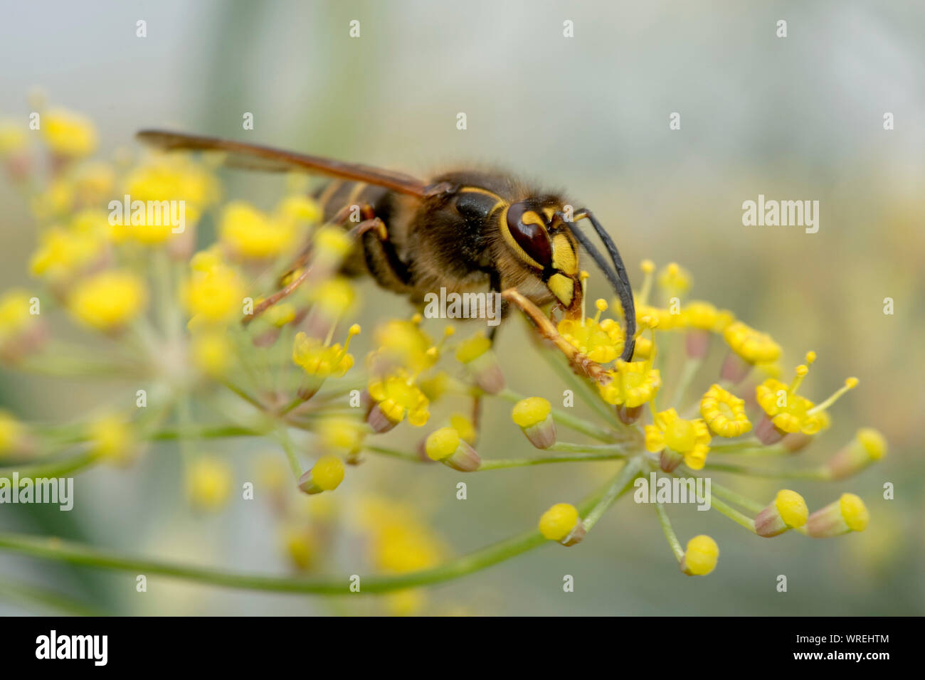 Wasp mediano (Dolichovespula media) alimentare il nettare dai fiori di finocchio, Berkshire, Agosto Foto Stock