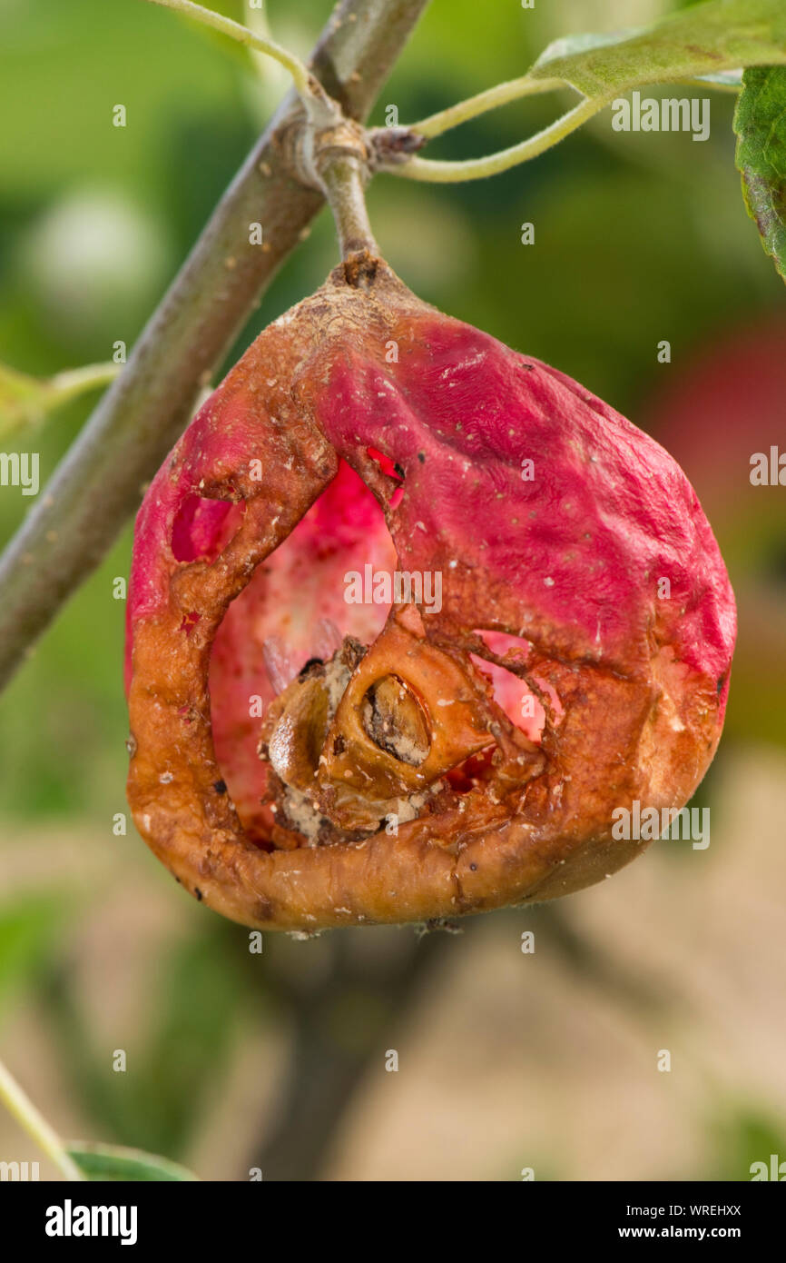 Mature scoperta apple mangiato dall'interno da vespe (Vespula vulgaris) e earwigs (Forficula sp.) Berkshire, Agosto lasciando la pelle mummificati sulle tre Foto Stock