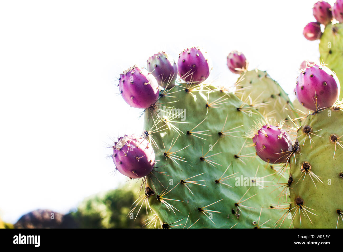 Ficodindia cactus con frutta isolato su sfondo bianco Foto Stock