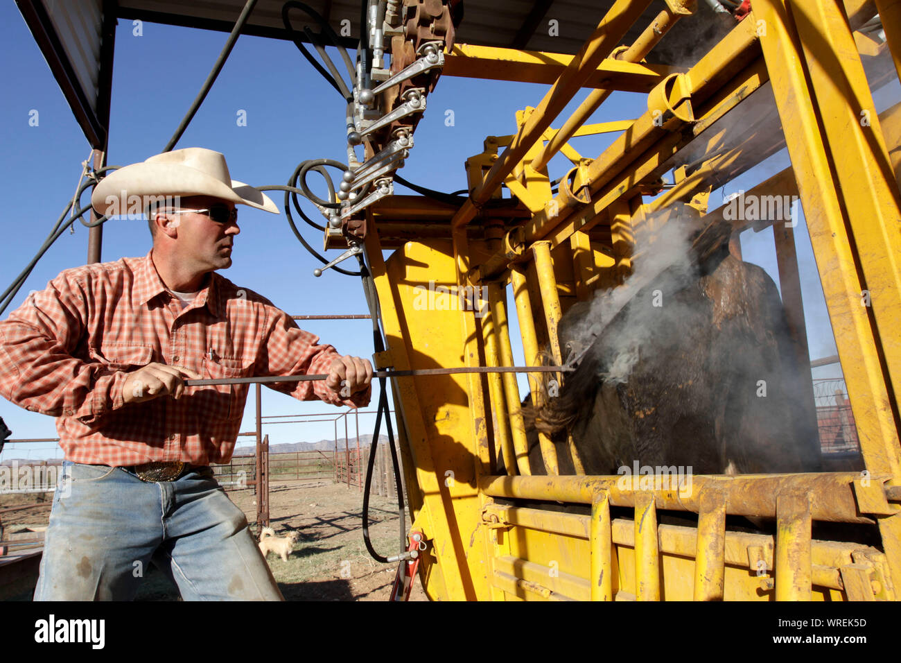 Bovini di branding su un telecomando West Texas ranch. Foto Stock