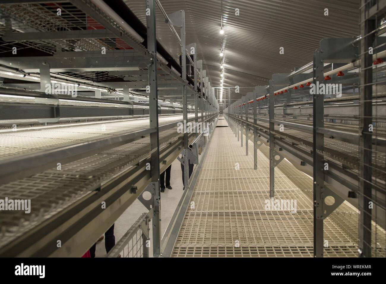 Vista lungo una posa rastrelliere di nuova costruzione uovo di pollo zona di produzione, Foto Stock