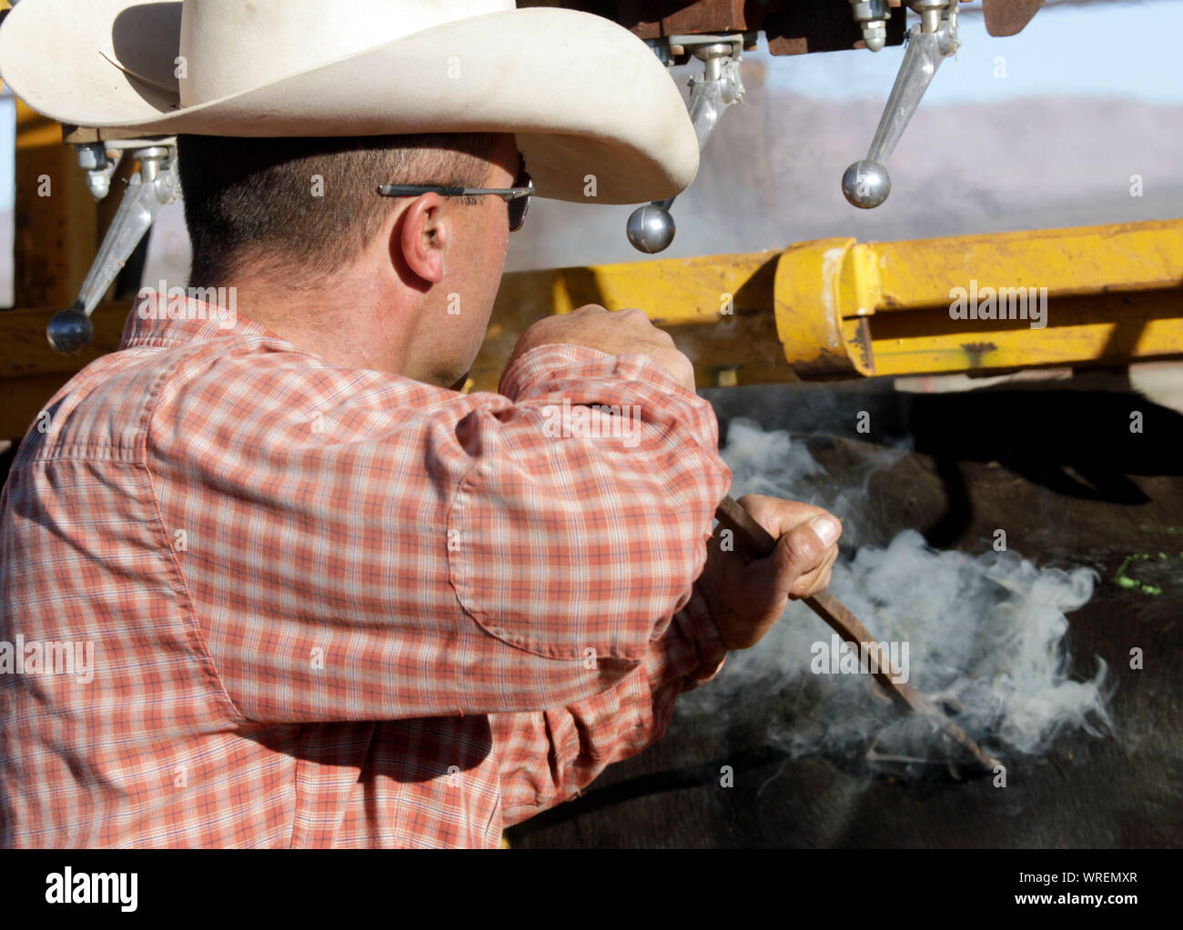 Bovini di branding su un telecomando West Texas ranch. Foto Stock