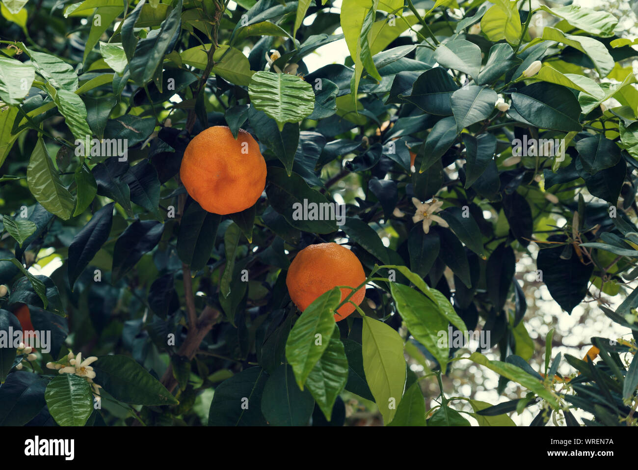 Due mature di arance amare frutto su un albero il fuoco selettivo Foto Stock