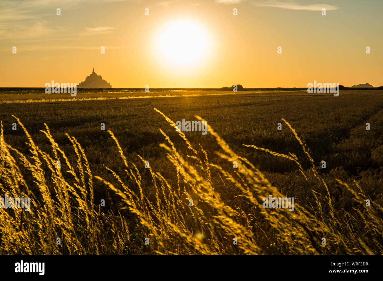 Mont Saint Michel Bay e campi dorati in Normandia Francia al tramonto Foto Stock