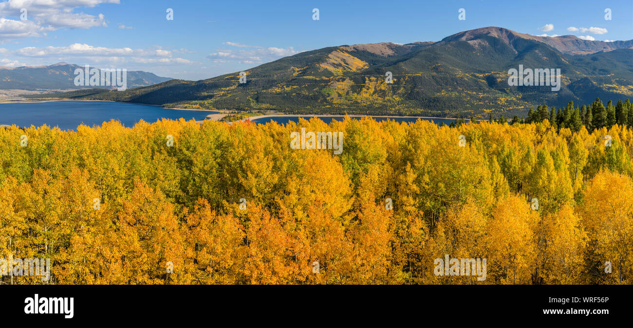 Golden Aspen Grove - Panoramica Panoramica di autunno di una densa colorata Aspen Grove in una valle di montagna di Twin Lakes, Denver, Colorado, Stati Uniti d'America. Foto Stock