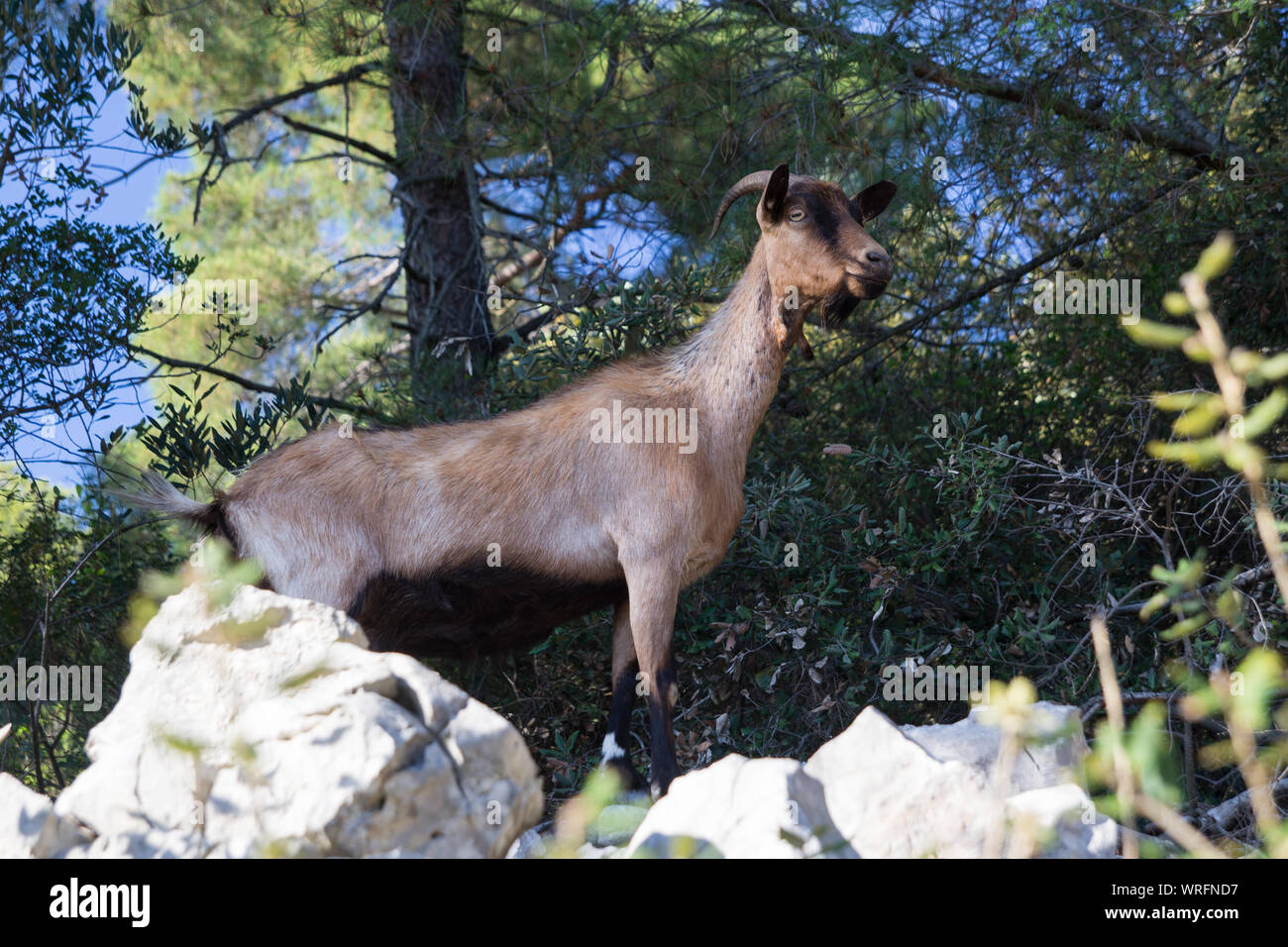 Capra nelle rocce di un ambiente mediterraneo. Angolo basso. Foto Stock