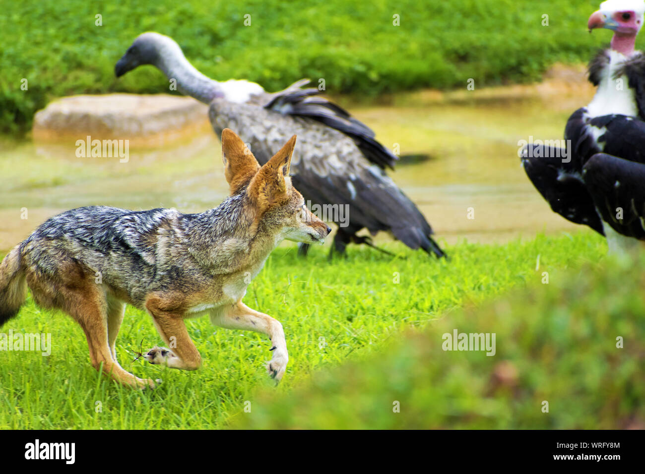 Nero-backed Jackal Lotta contro due bianco-guidato gli avvoltoi per il cibo. Gli sciacalli combattere fuori due avvoltoi per la propria quota, in esecuzione in grassfield. Africa 2019. Foto Stock