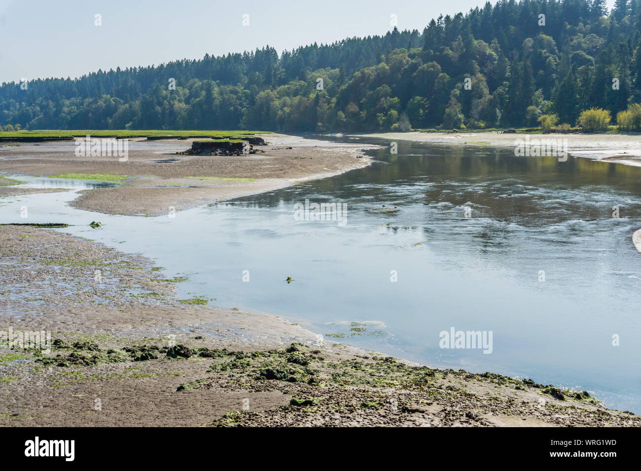 Il fiume Nisqually flussi di fango passato appartamenti in zone umide Nisqually vicino a Olympia, Washington. Foto Stock