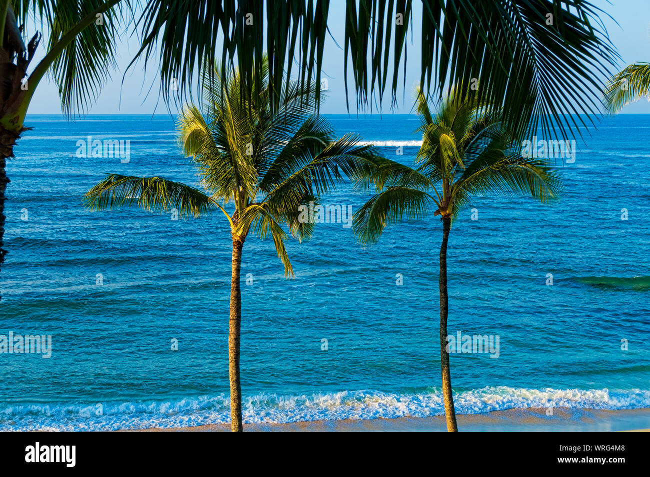 Le palme che si affacciano sull'Oceano Pacifico sull'isola di Kauai, Hawaii, STATI UNITI D'AMERICA Foto Stock