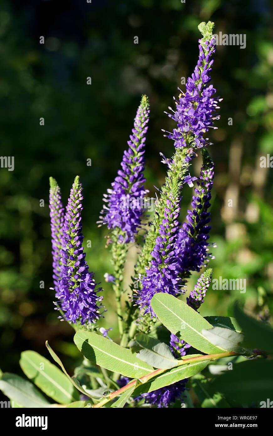 Fiore blu Salvia comune nella giornata di sole in giardino Foto Stock