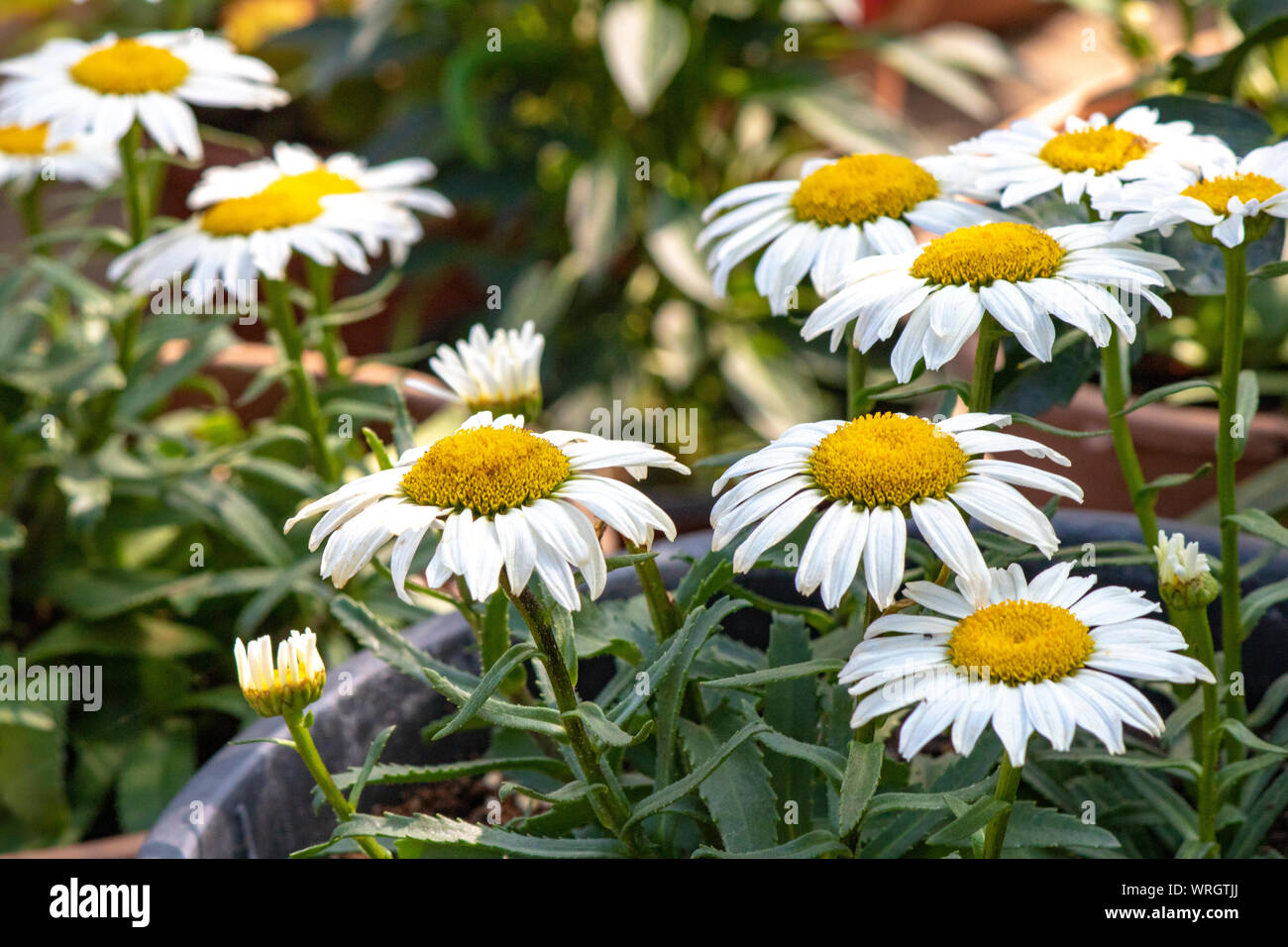 Oxeye daisys. Close-up shot. Sfondo sfocato. Foto Stock