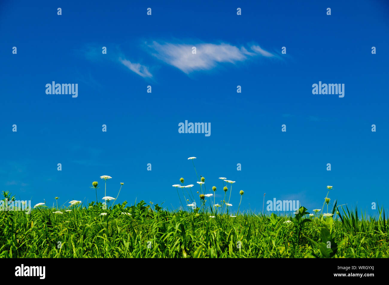 Fiori bianchi in un campo circondato dal cielo blu in Upstate New York, Stati Uniti d'America. Foto Stock