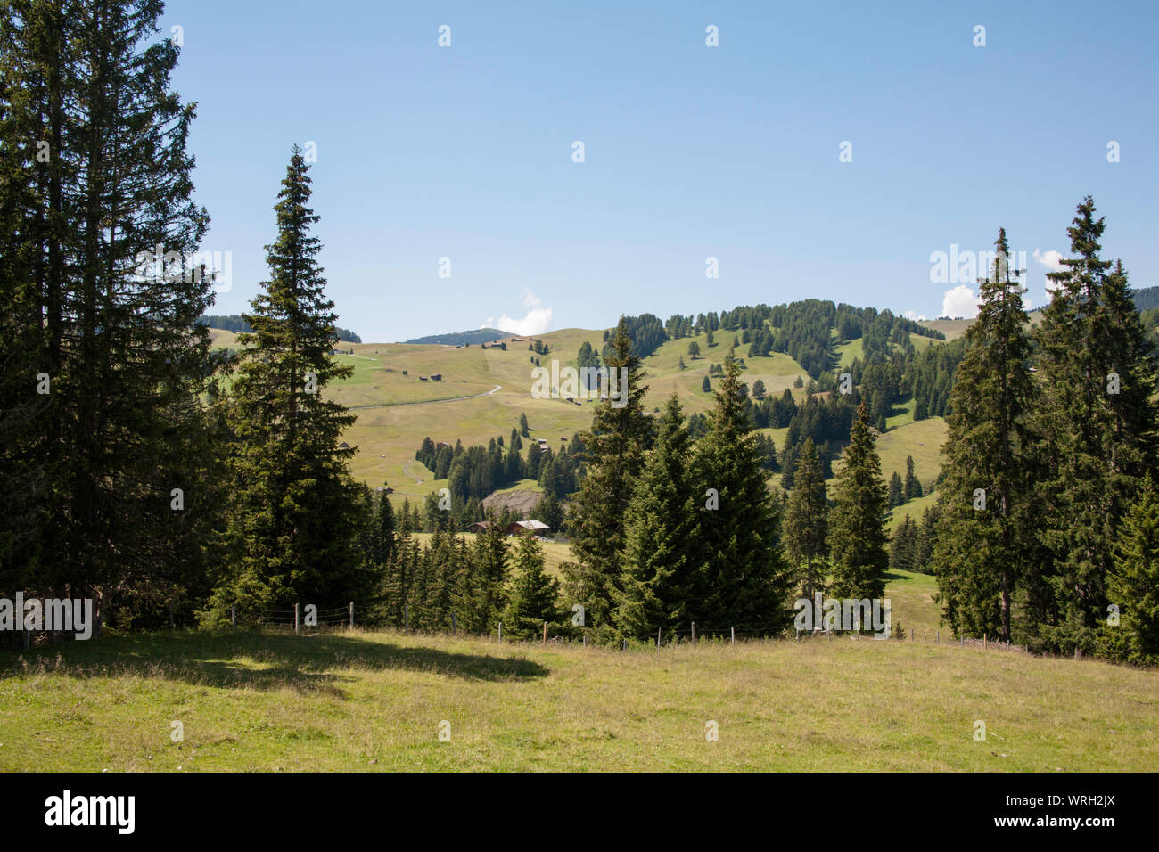 Prati di fieno e pineta che coprono l'Alpe di Siusi Sciliar Schlern Selva Val Gardena Italia Foto Stock