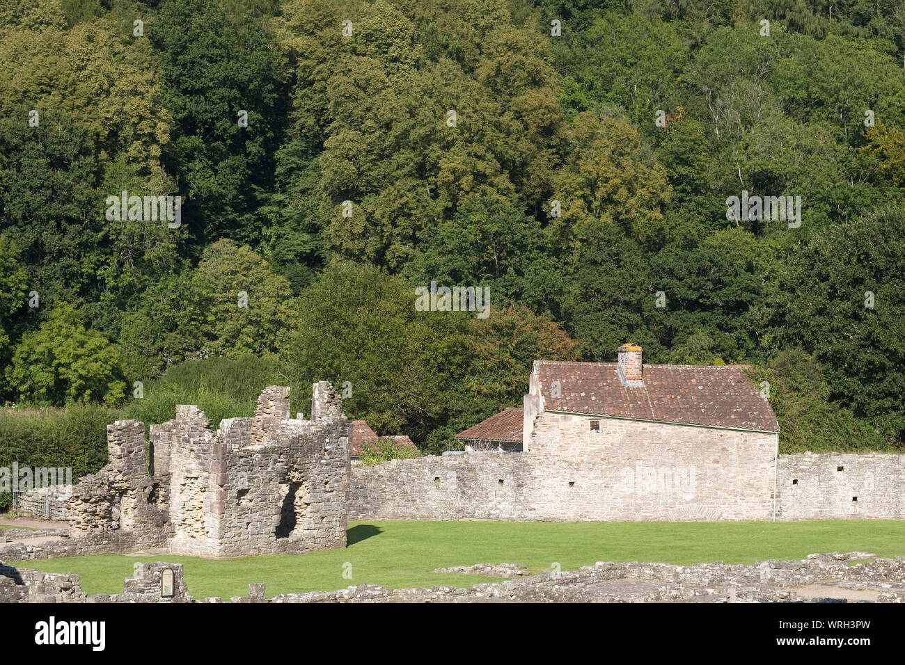 La parete esterna del Tintern Abbey con cottage e una densa foresta Foto Stock