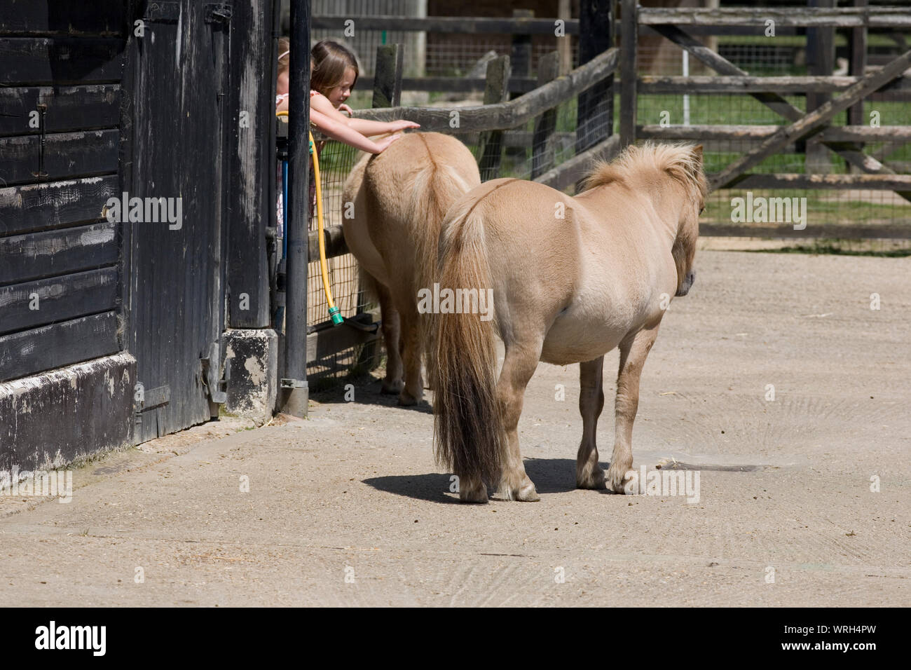 Due pony Shetland con ragazze accarezzare uno di loro a Hullabazoo Farm di Whipsnade zoo Foto Stock