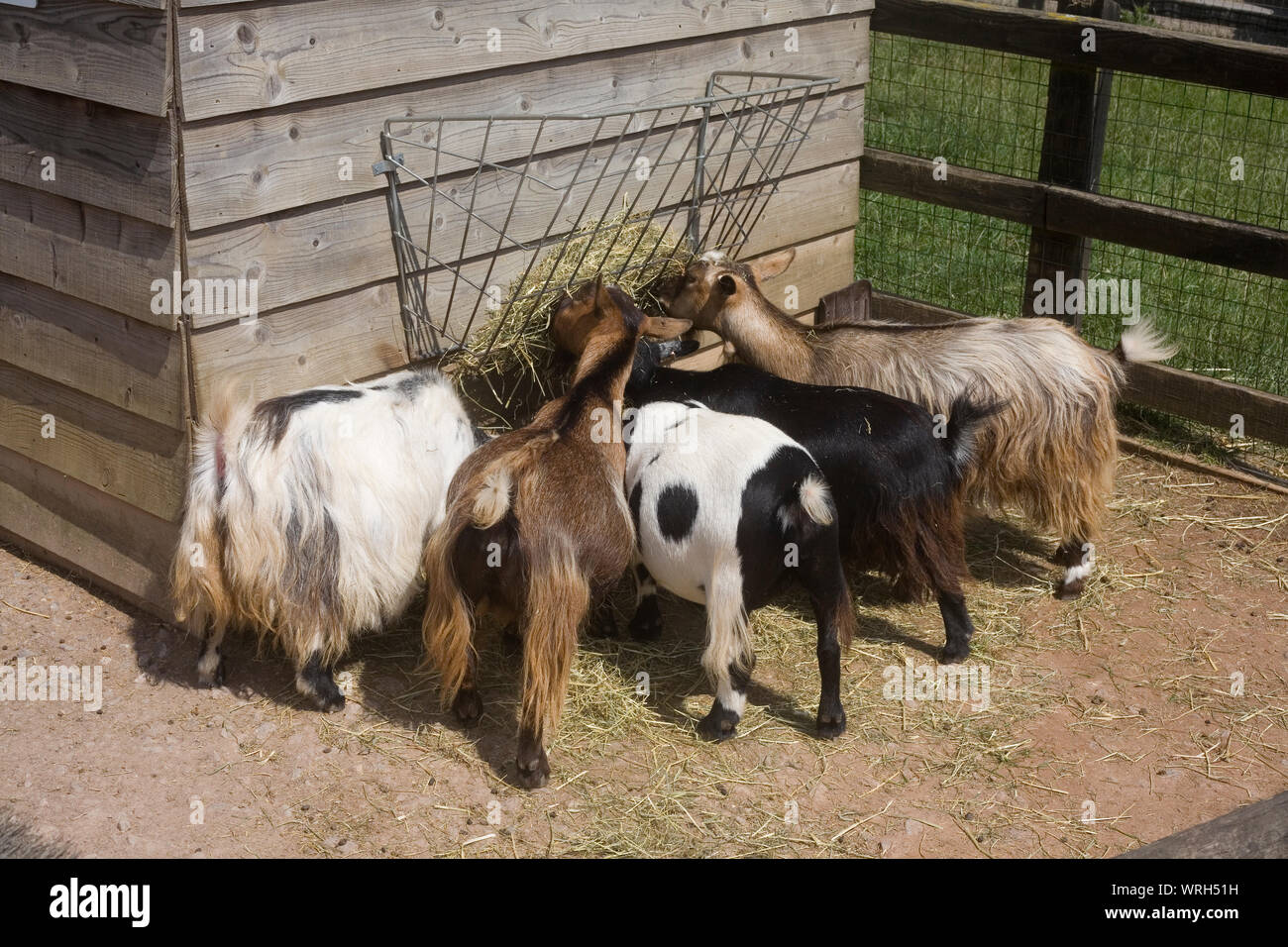 Gruppo di capre aventi il pranzo dal carrello di alimentazione a Hullabazoo farm in Whipsnade zoo Foto Stock